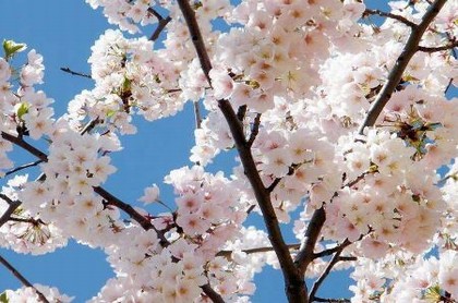 本命年要带六合,本命年是不是不能带本生肖的手链