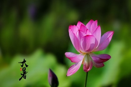 一颗转运珠怎么编戒指好看,转运珠戒指多少钱一颗