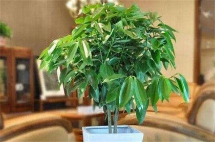求财抽签,抽签算命财神灵签