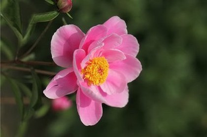 3月20日是什么星座的男生,金牛座女生性格脾气