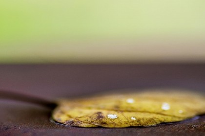 麦玲玲牛年运势测试,属牛今日运势