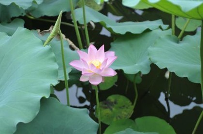 2023桃花运测试,测试最近会有桃花运吗