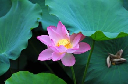 民间算命大师用的是渊海子平吗,算命大师免费算命