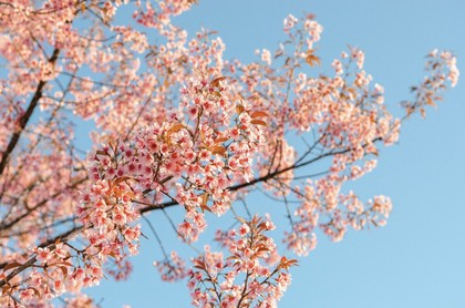 犯太岁到底怎么推算出来的,犯太岁是什么意思