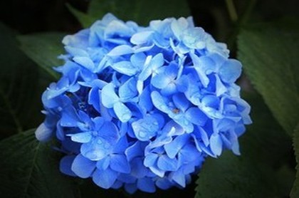 观音灵签第17,观音灵签80签