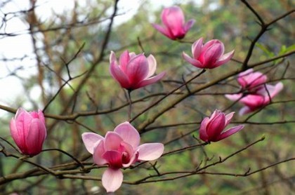 鼠年代表新一轮回,2023年是鼠年新的轮回