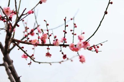 称骨算命五两七女,称骨算命5两女命