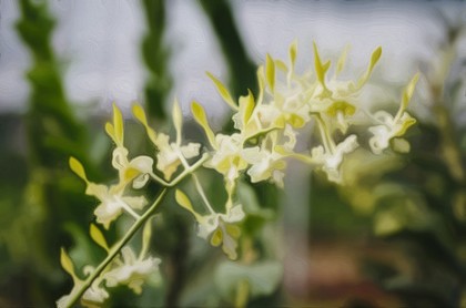 摩羯座属蛇的女人,属蛇的摩羯座女生颜值