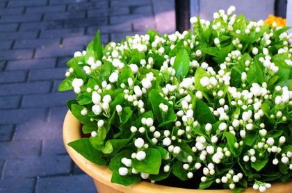 二十四山配六甲吉凶廿四山配六甲吉凶风水书,六甲修斋吉凶日