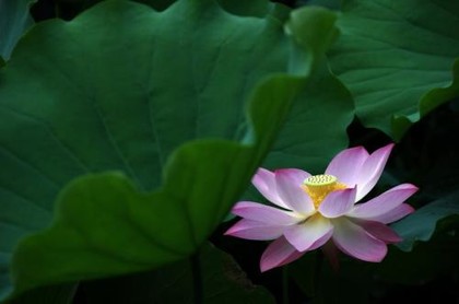 本命年的财运如何鼠,鼠本命年好不好