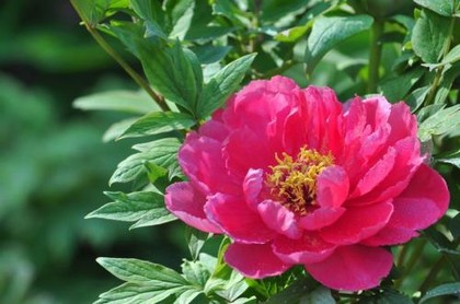 双子传说破解版安卓,双子传说中文汉化版