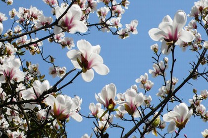 花影塔罗牌和经典塔罗牌的区别,塔罗牌师收费标准