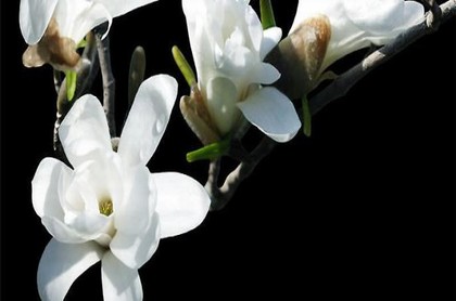 算命先生是根据什么算命的,算命不求人-免费算命