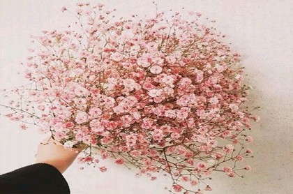桃花煞和桃花运的区别,犯桃花和桃花运的区别