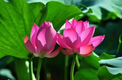 山水蒙六爻吉凶,山水蒙卦详解吉凶