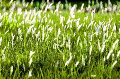 开车压死一个黄大仙怎么办,路上压死黄鼠狼转运吗