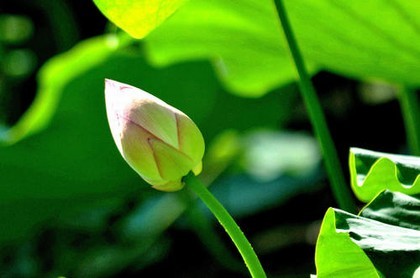 4月份是什么星座女,十一月份是什么星座女生