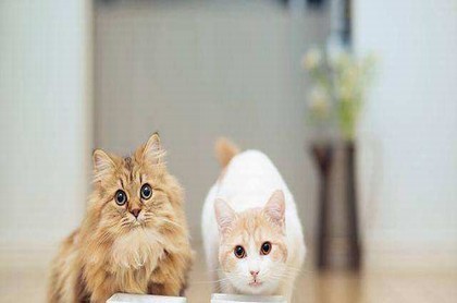 属鼠未来5年运势,1972年属鼠人运势