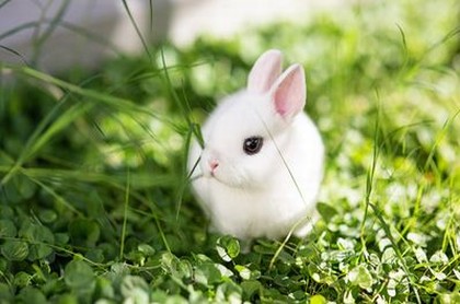 豹纹竹芋风水,孔雀竹芋的寓意风水