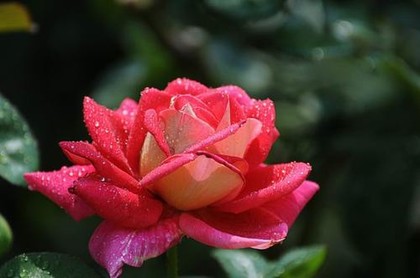 算命大师在线咨询,免费大师在线算命