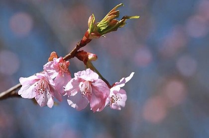 八字合化格,八字天干合化的条件