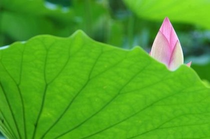 八字大运流年,免费查大运流年走势图