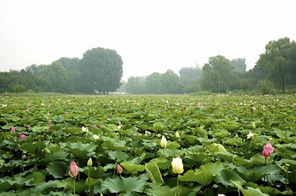 巨蟹座对什么水果过敏,十二星座对什么花过敏
