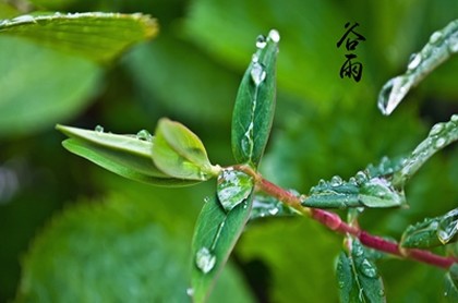 禾字旁五行属木的字大全,五行属火寓意好的字