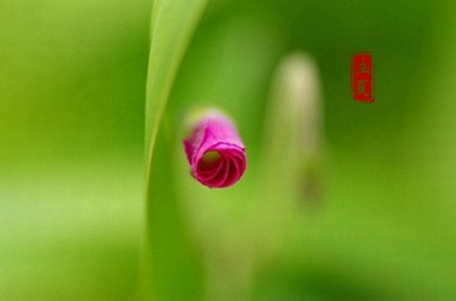 十二属相每日运势,今日偏财最旺的生肖