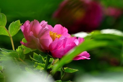 金牛座本周运势查询金牛座周运,金牛座本月运势查询