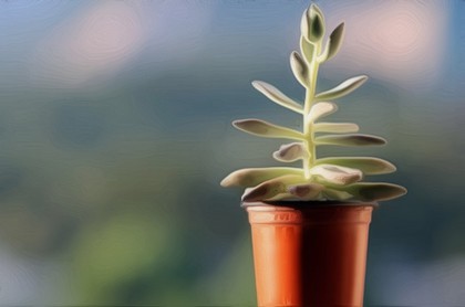 星座星盘免费测试,星座星盘