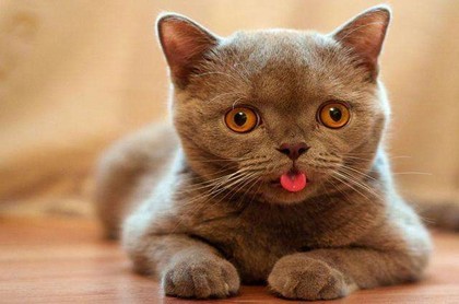 金牛座的上升星座和下降星座,金牛座5月10日的上升星座