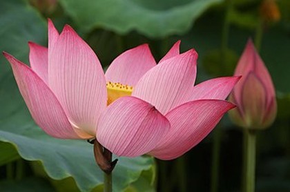 关于狮子的科普知识400字,森林里的两头狮子400个字