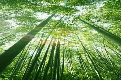 观音39签解签利弊,观音灵签20签解签