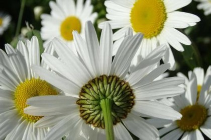 办公桌上风水花,办公桌上风水布局