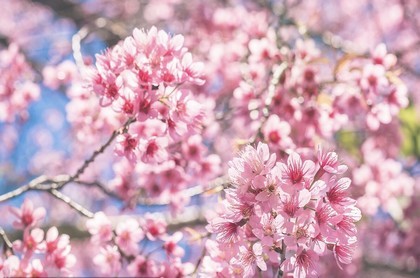 2005年星座月份表,星座是按出生那年的阳历算吗