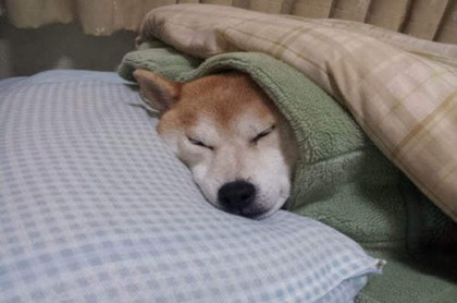 射手座情商多少分,射手座情商高吗