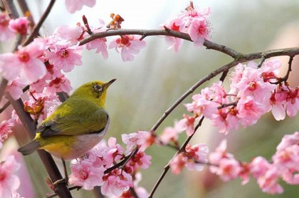 虎年与马年适合婚姻吗,属羊人婚姻与命运