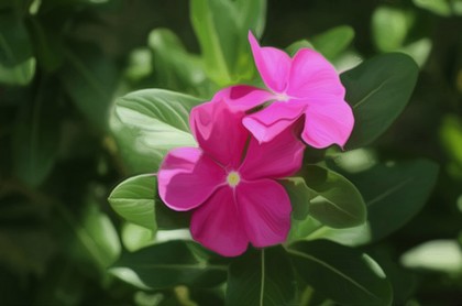 什么物件招桃花运,旺姻缘养什么植物好