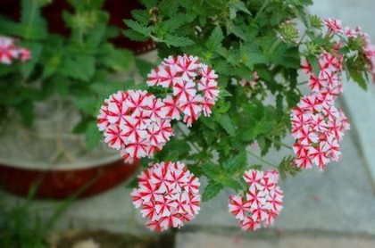 龙虎年是哪年,龙年好还是虎年好