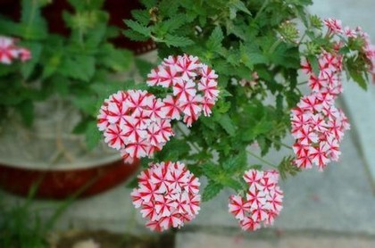 龙虎年是哪年,龙年好还是虎年好