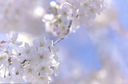 十二星座十二生肖,鬼不会伤害哪几个星座