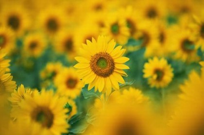 2023的年出行吉日,2023年结婚吉日