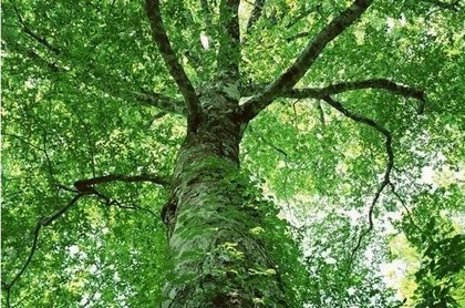 属虎的本命年可以穿红色吗,本命年一定要穿红色吗