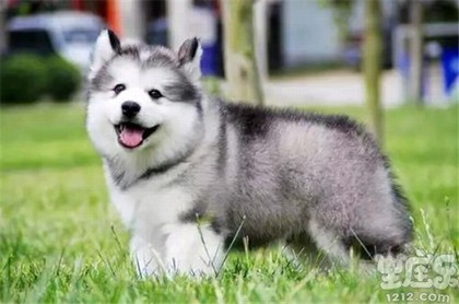 中华塔罗牌在线测试,塔罗牌占卜免费测试