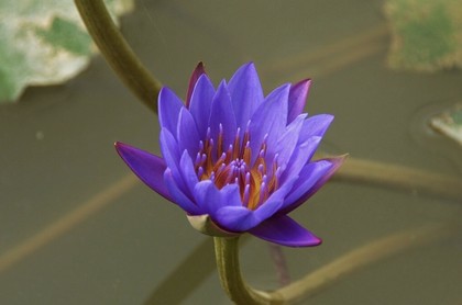 儿童能玩塔罗牌吗,塔罗牌哪里有卖的