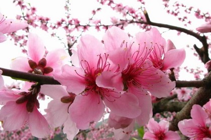 虎年都有哪些年,万年历虎年表