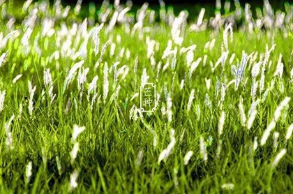 烧香香灰打圈是吉凶九柱,烧香香灰打圈是吉凶
