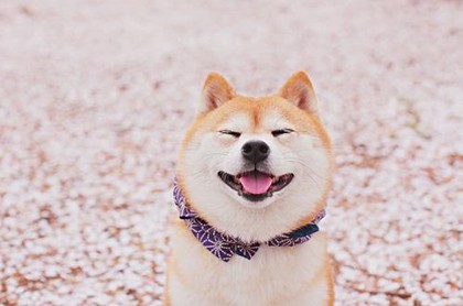 猴人2023年每月运势运程第一星座,双鱼座今日运势