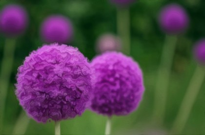 68年21年属猴桃花运好吗,属猴女人的桃花运都是谁